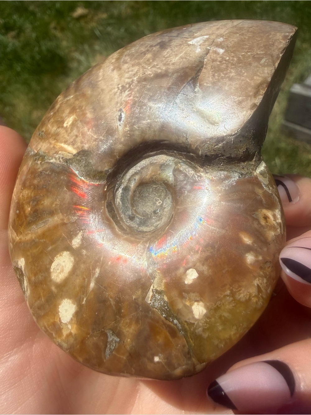 Polished Full Ammonite Fossil with Ammolite Flash Medium Sized